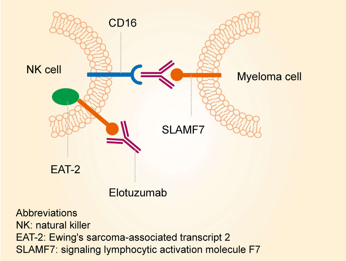 Mechanism of action of elotuzumab